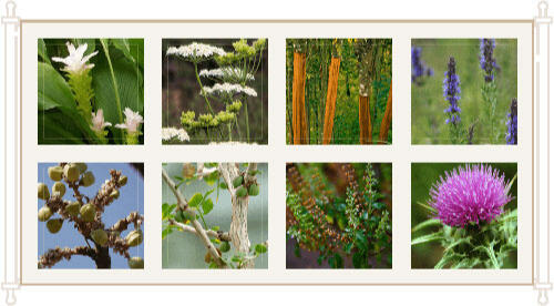 Dr. Patrick Gentempo ingredients